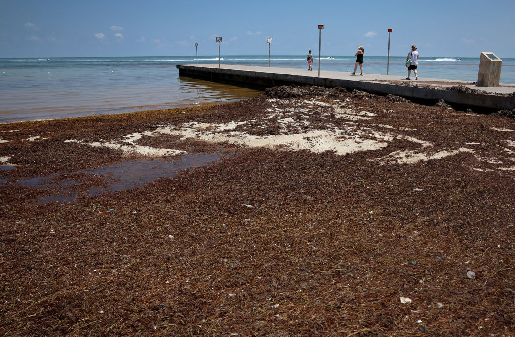 Key West Beaches Are Buried In Messy, Gross Sargassum The Bounce SWFL