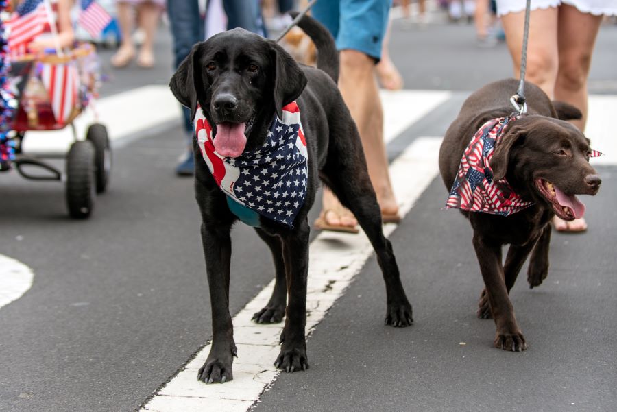 Dogs dressed in 4th of july red white and blue scarves for 4th Of July Fireworks And Parades In Southwest Florida