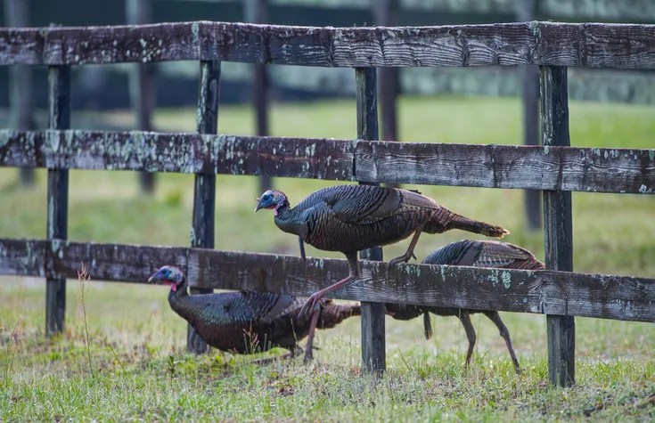 Rafter, gobble or flock of young Osceola Wild Turkey - Meleagris gallopavo osceola - walking through a wooden fence in central Florida. Too young for turkey hunting