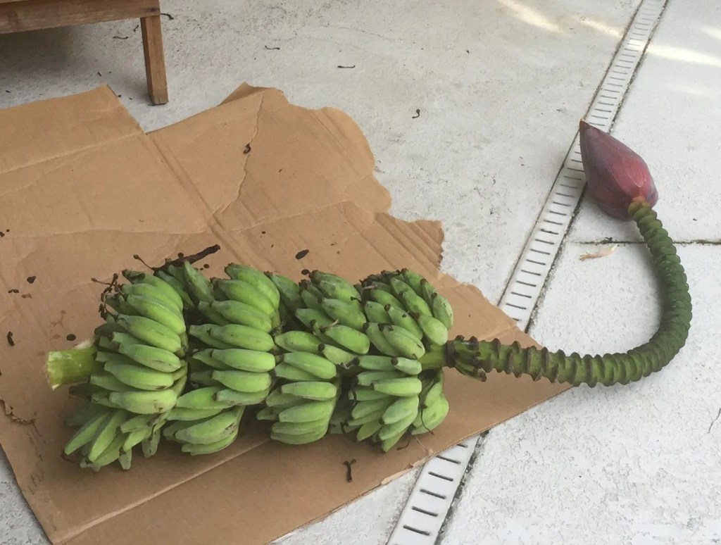 banana harvest on the ground